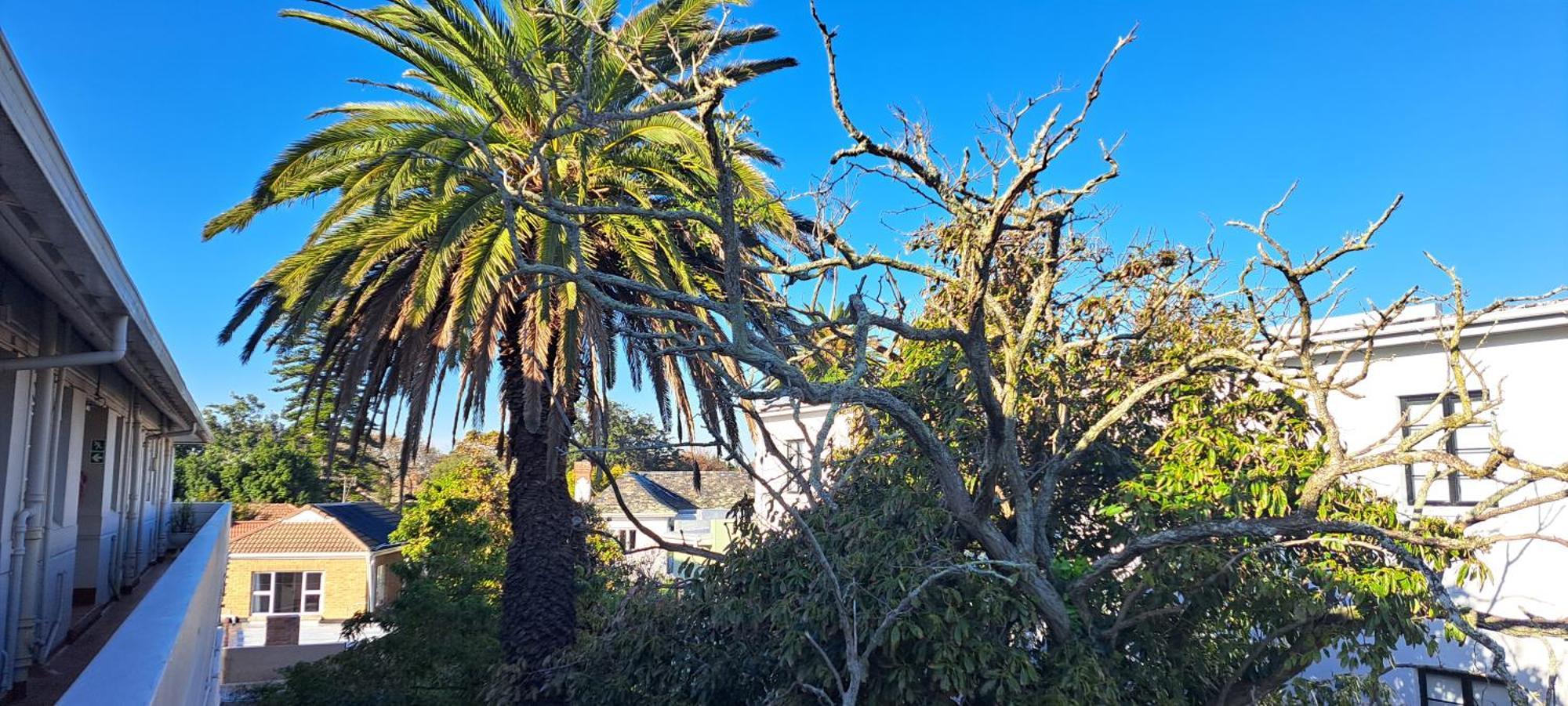Secure And Modern 2bed Ground Floor In Cape Towns Charming Rondebosch